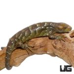 Baby Monkey Tailed Skinks For Sale - Underground Reptiles