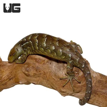 Baby Monkey Tailed Skinks For Sale - Underground Reptiles