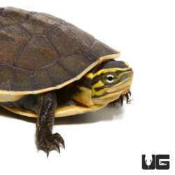 Baby Asian Box Turtle - Underground Reptiles