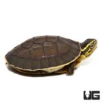Baby Asian Box Turtle - Underground Reptiles