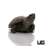 Baby Mississippi Mud Turtle For Sale - Underground Reptiles