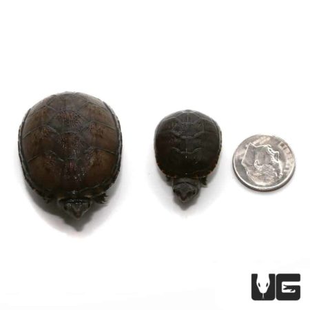 Baby Mississippi Mud Turtle For Sale - Underground Reptiles