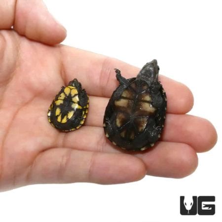 Baby Mississippi Mud Turtle For Sale - Underground Reptiles