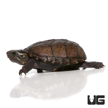 Baby Mississippi Mud Turtle For Sale - Underground Reptiles