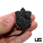 Baby Common Snapping Turtle For Sale - Underground Reptiles