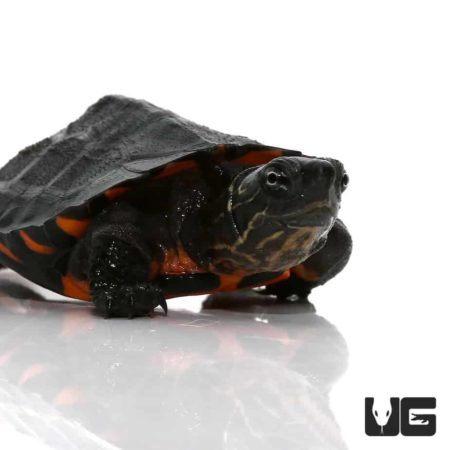 Baby Kwangtung River Turtles (Mauremys nigricans) For Sale ...
