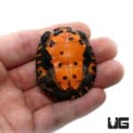 Baby Kwangtung River Turtle - Underground Reptiles