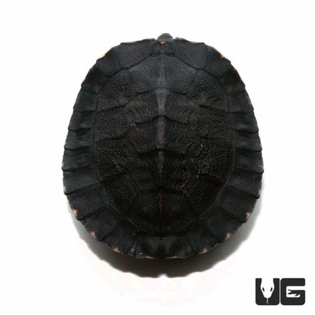 Baby Kwangtung River Turtle - Underground Reptiles