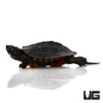 Baby Kwangtung River Turtle - Underground Reptiles