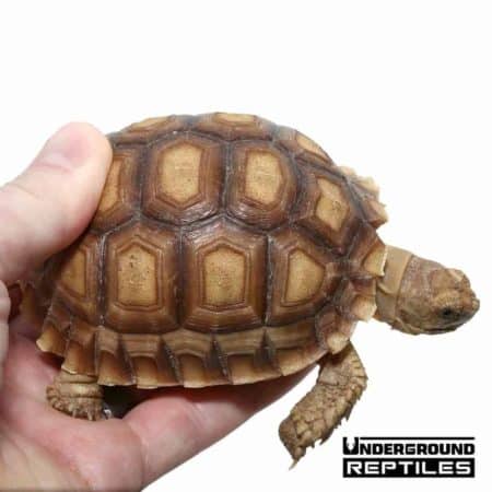 Reptiles for Sale - Snakes, Bearded Dragons, Turtles and More!