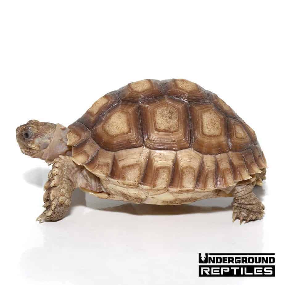 Yearling Sulcata Tortoises For Sale - Underground Reptiles