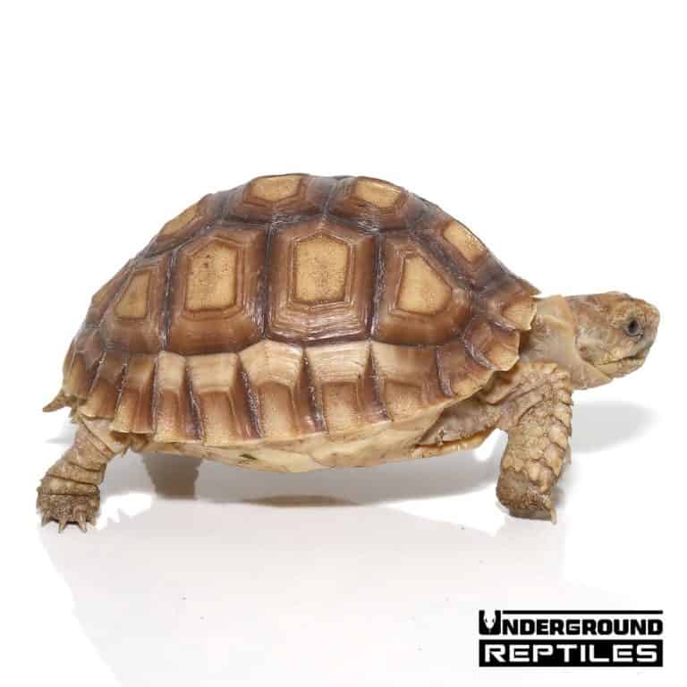 Yearling Sulcata Tortoises For Sale - Underground Reptiles