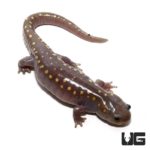 Hypo Spotted Salamander For Sale - Underground Reptiles