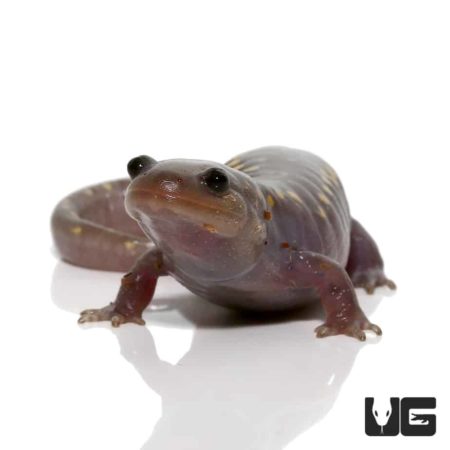 Hypo Spotted Salamander For Sale - Underground Reptiles