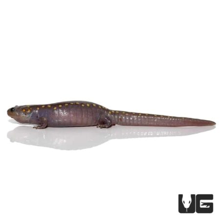 Hypo Spotted Salamander For Sale - Underground Reptiles