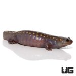 Hypo Spotted Salamander For Sale - Underground Reptiles