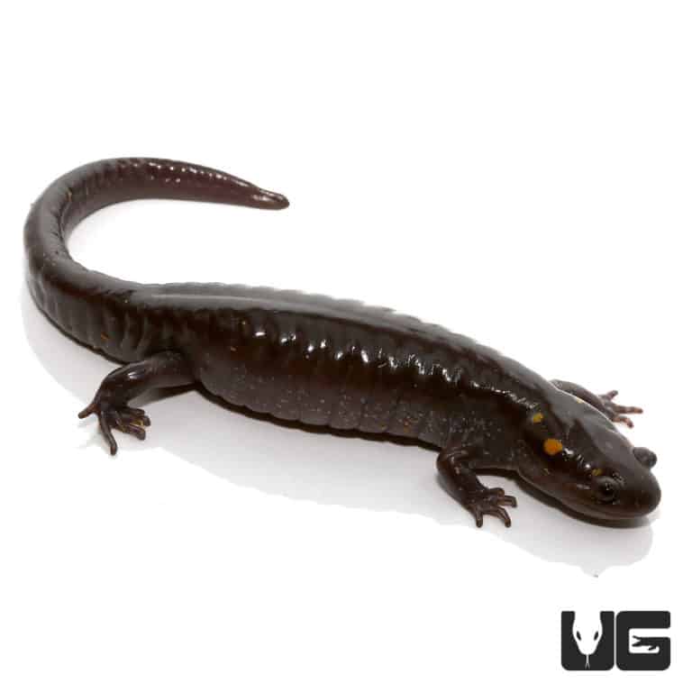 Patternless Spotted Salamander For Sale Underground Reptiles