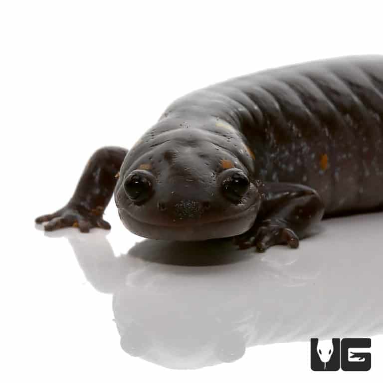 Patternless Spotted Salamander For Sale Underground Reptiles