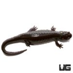 Patternless Spotted Salamander For Sale - Underground Reptiles