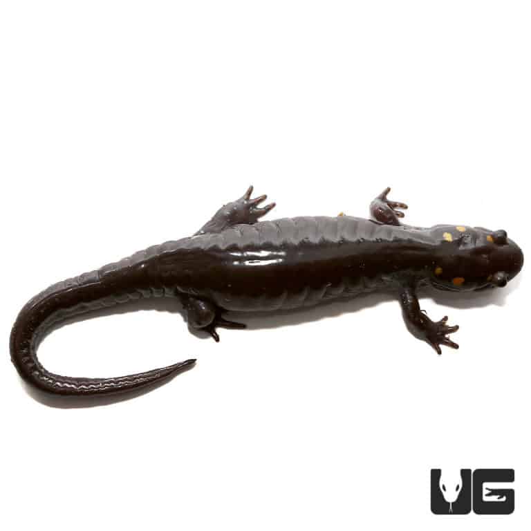 Patternless Spotted Salamander For Sale Underground Reptiles