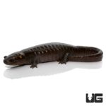 Patternless Spotted Salamander For Sale - Underground Reptiles