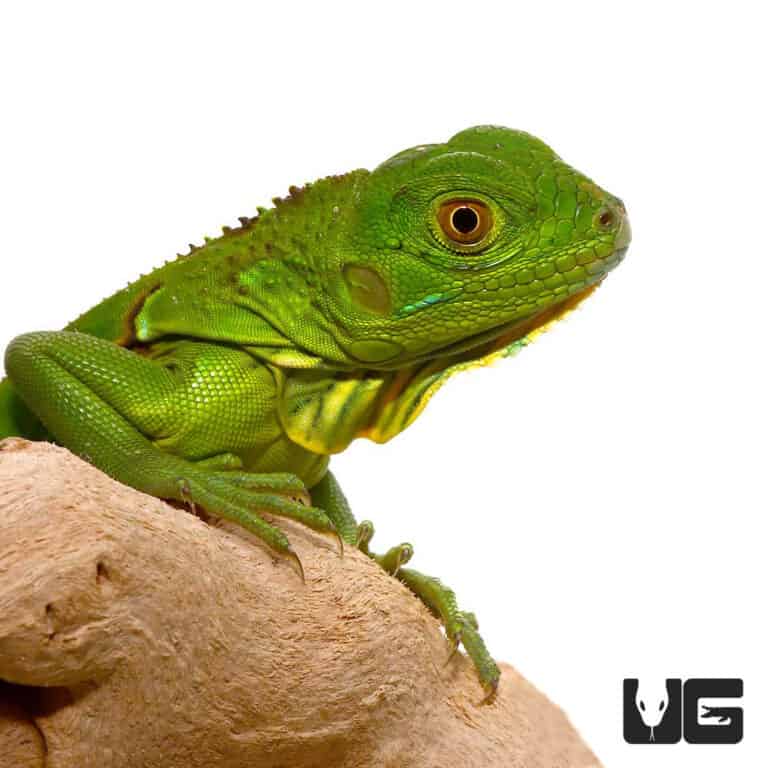 Baby Green Iguanas (Iguana iguana) For Sale - Underground Reptiles