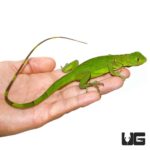 Baby Green Iguanas For Sale - Underground Reptiles