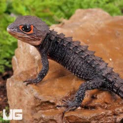 Red Eyed Crocodile Skinks For Sale - Underground Reptiles