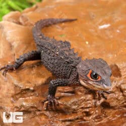 Red Eyed Crocodile Skinks For Sale - Underground Reptiles