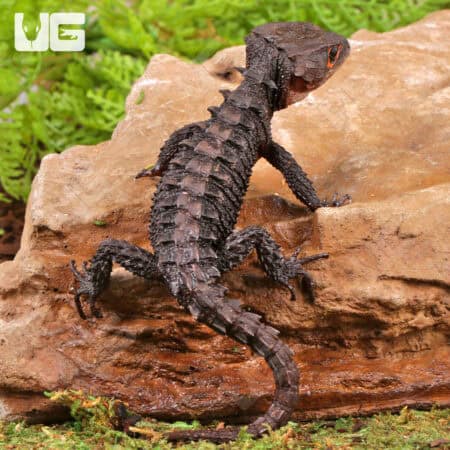 Red Eyed Crocodile Skinks For Sale - Underground Reptiles