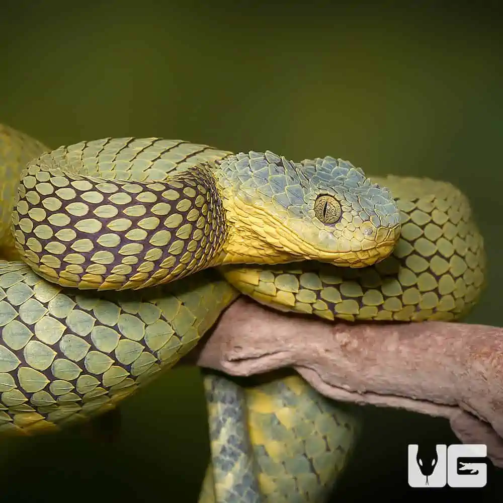 Adult Female Blue Crown Green Squamigera Bush Viper (Atheris squamigera)  For Sale - Underground Reptiles