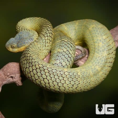 Adult Female Blue Crown Green Squamigera Bush Viper (Atheris squamigera) For Sale - Underground Reptiles
