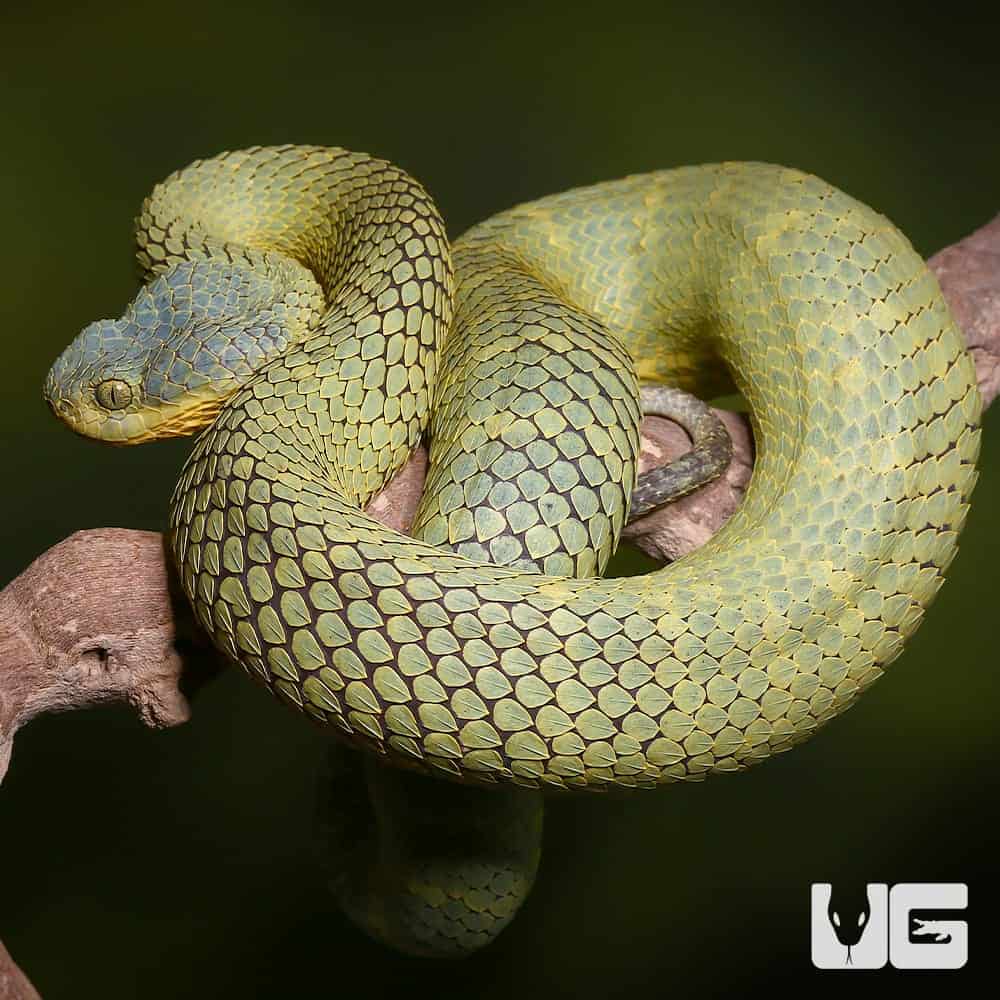 Stock photo of Bush viper (Atheris squamigera) captive, occurs in West and  Central Africa.. Available for sale on