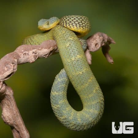 Adult Female Blue Crown Green Squamigera Bush Viper (Atheris squamigera) For Sale - Underground Reptiles