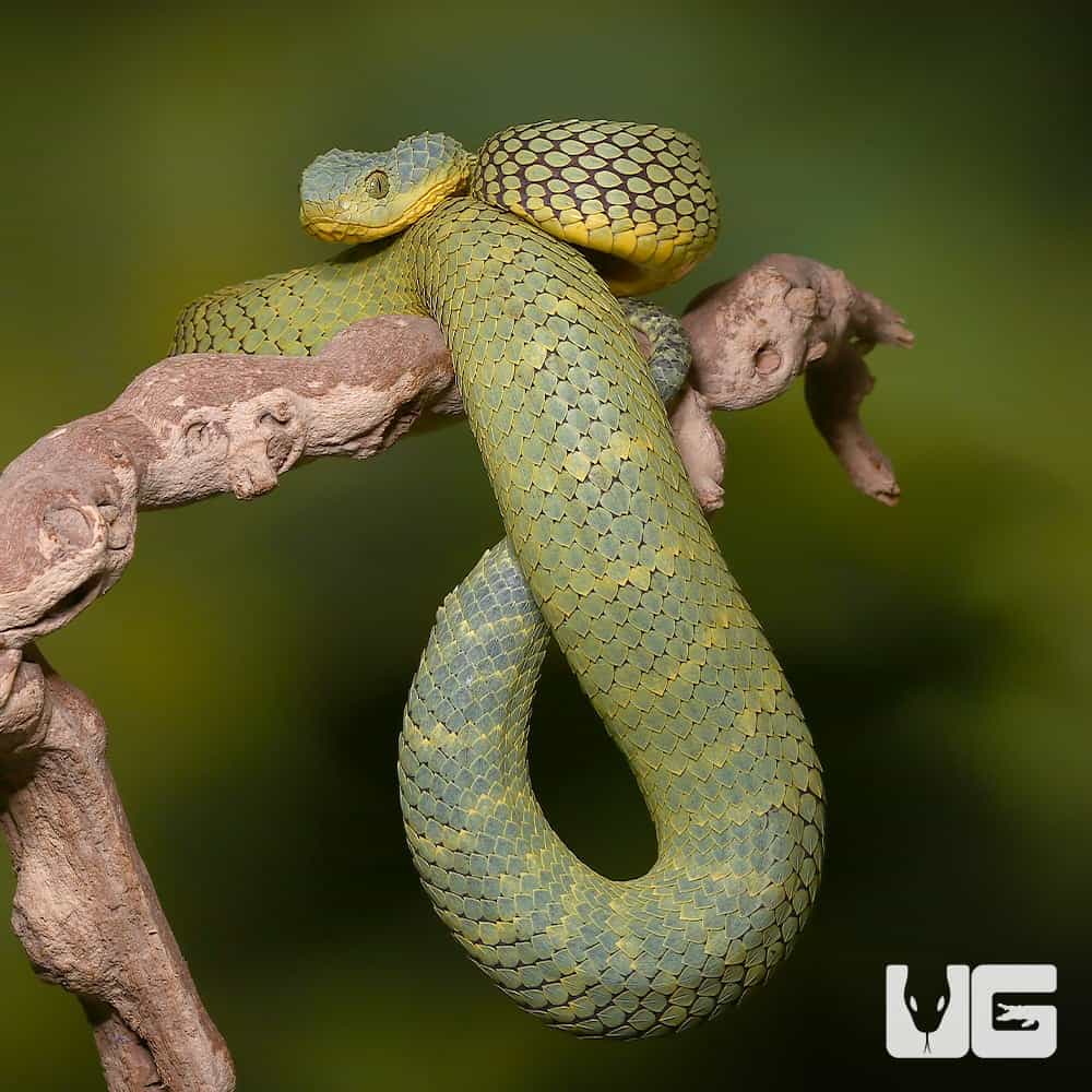 Green bush viper Atheris squamigera , on a branch, captive, Congo