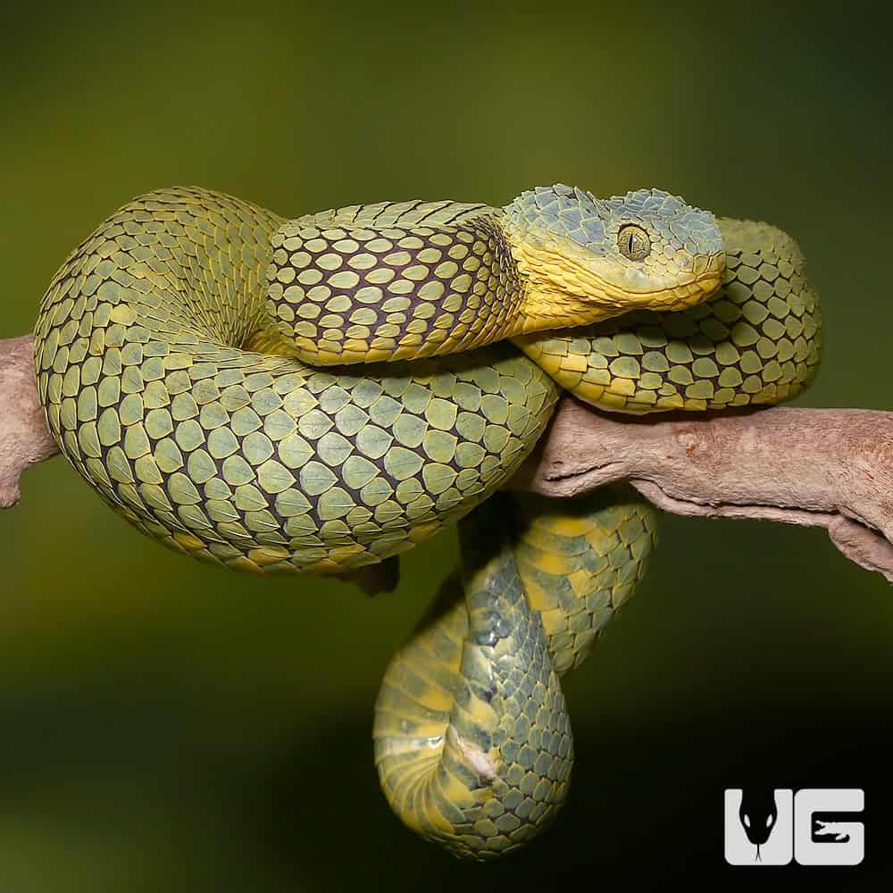 Green bush viper Atheris squamigera , on a branch, captive, Congo