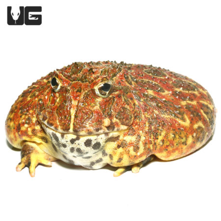 Ornate Pacman Frogs (Ceratophrys ornata) For Sale - Underground Reptiles