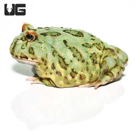 Adult Peppermint Pacman Frogs (Ceratophrys cranwelli) For Sale - Underground Reptiles