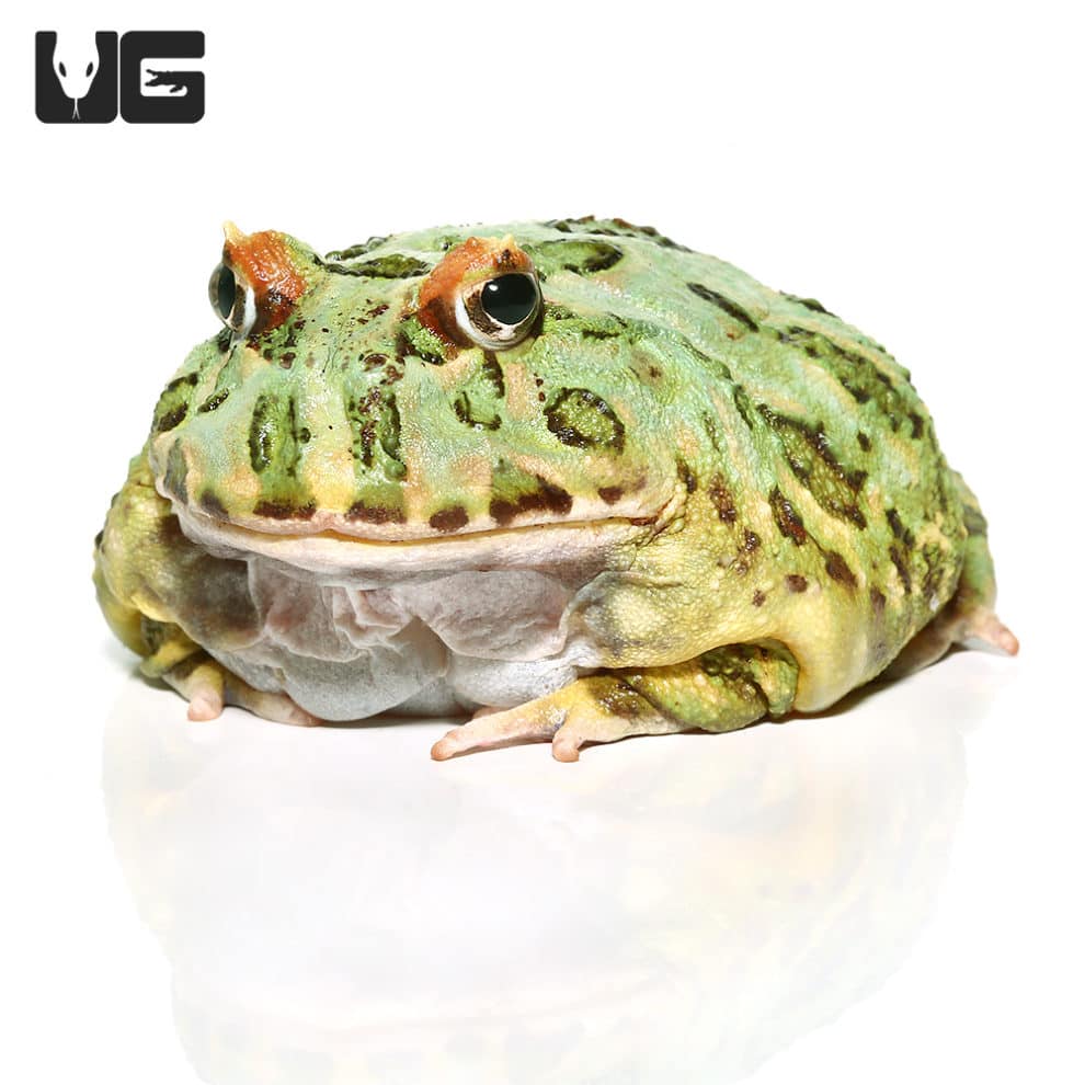 Adult Peppermint Pacman Frogs For Sale Underground Reptiles