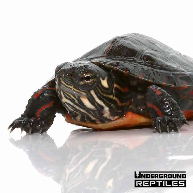 Baby Eastern Painted Turtles For Sale - Underground Reptiles