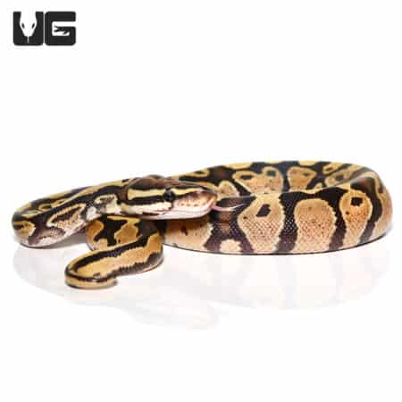 Baby Male Enchi Fire Ball Python (Python regius) For Sale - Underground Reptiles