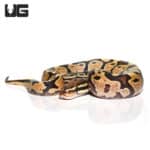 Baby Male Enchi Fire Ball Python (Python regius) For Sale - Underground Reptiles