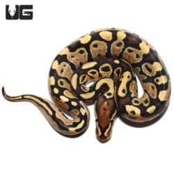 Baby Male Enchi Fire Ball Python (Python regius) For Sale - Underground Reptiles