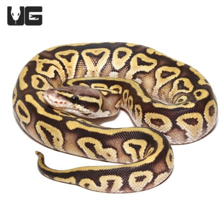 Baby Pastel Mojave Yellowbelly Ball Python (Python regius) For Sale - Underground Reptiles