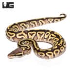 Baby Pastel Mojave Yellowbelly Ball Python (Python regius) For Sale - Underground Reptiles