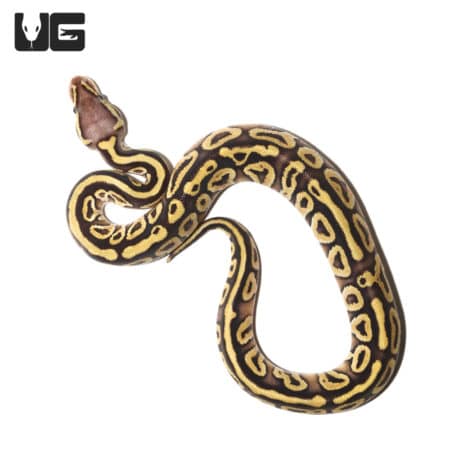 Baby Pastel Mojave Yellowbelly Ball Python (Python regius) For Sale - Underground Reptiles