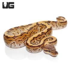 Baby Pinstripe Ball Python (Python regius) For Sale - Underground Reptiles