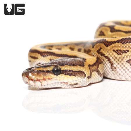 Baby Pinstripe Ball Python (Python regius) For Sale - Underground Reptiles