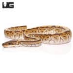 Baby Pinstripe Ball Python (Python regius) For Sale - Underground Reptiles