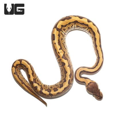 Baby Pinstripe Ball Python (Python regius) For Sale - Underground Reptiles